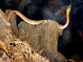 gal/07 - Sihanoukville/_thb_RIMG1996.jpg